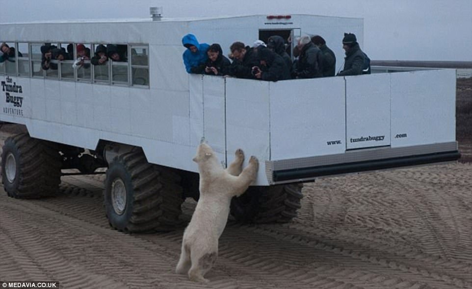 Kanada je domovem dvou třetin polárních medvědů celého světa. Spousta z nich se shromažďuje v zátoce Hudson Bay v Churchillu v Manitobě, aby zde lovili na ledě. Turisté pak jezdí ve speciálních vozidlech, aby si je mohli prohlédnout.