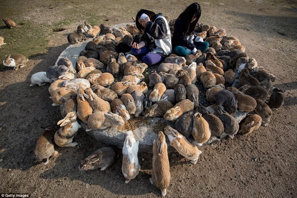 Okunoshima je japonský ostrov, kde se přemnožili králíci. Nemají zde žádného přirozeného predátora, takže jsou absolutně bez bázně. Honí se za turisty kvůli jídlu.