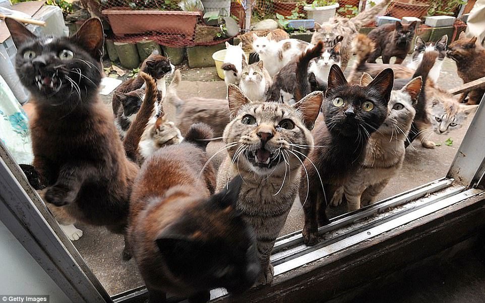 Kočičí ostrov je v Japonsku na ostrově Tashirojima. Žije tam asi jen sto obyvatel, ale koček je tam podstatně víc. Japonci věří, že nosí štěstí. Jsou také užitečné pro místní farmu na bource morušového, který produkuje hedvábí. Hubí totiž myši, které housenky žerou.