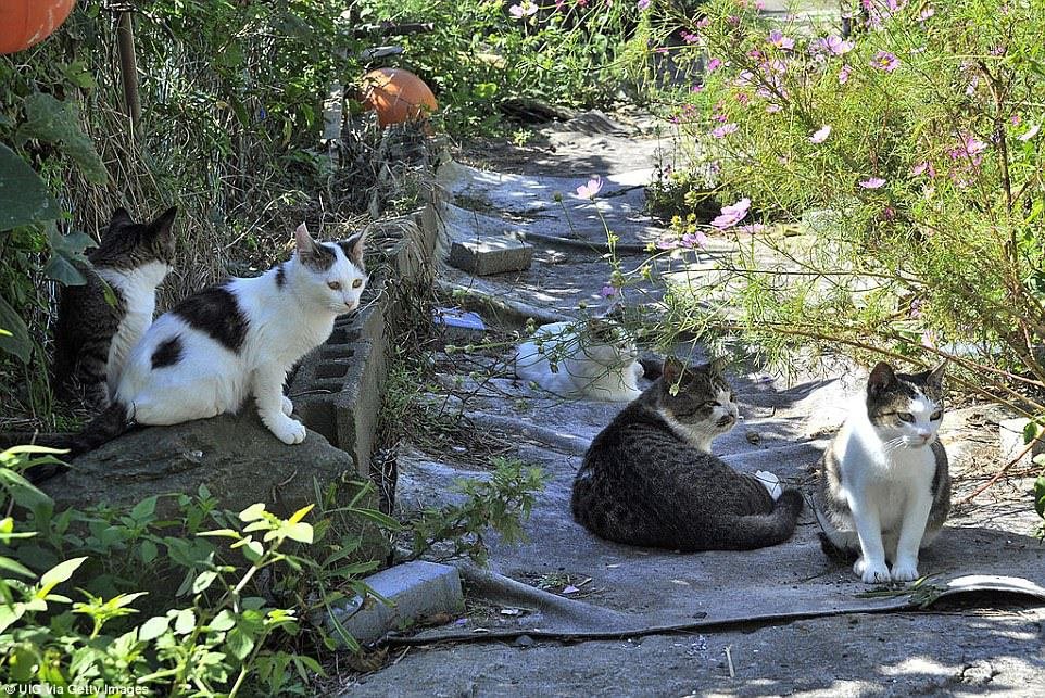 Kočičí ostrov je v Japonsku na ostrově Tashirojima. Žije tam asi jen sto obyvatel, ale koček je tam podstatně víc. Japonci věří, že nosí štěstí. Jsou také užitečné pro místní farmu na bource morušového, který produkuje hedvábí. Hubí totiž myši, které housenky žerou.