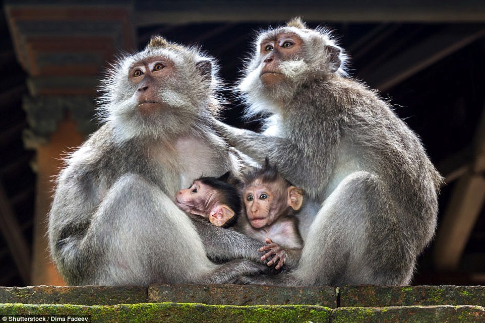 Na ostrově Bali ve městě Ubud se nachází Monkey forest, neboli les opic. Žije jich tu asi 600 a turisté je chodí krmit. Opice jsou ale nevyzpytatelné, kousance nejsou ojedinělou záležitostí.