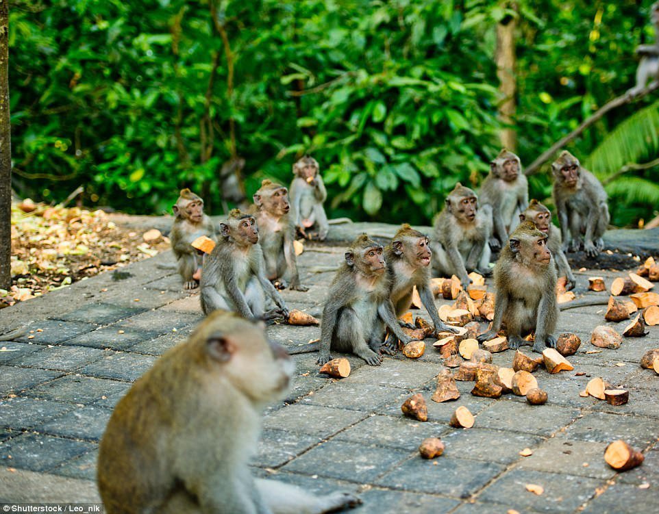 Na ostrově Bali ve městě Ubud se nachází Monkey forest, neboli les opic. Žije jich tu asi 600 a turisté je chodí krmit. Opice jsou ale nevyzpytatelné, kousance nejsou ojedinělou záležitostí.