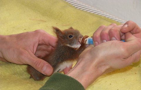 Zajíci a veverky zahlcují záchranné stanice. Kdy je třeba mláďatům pomoct? 