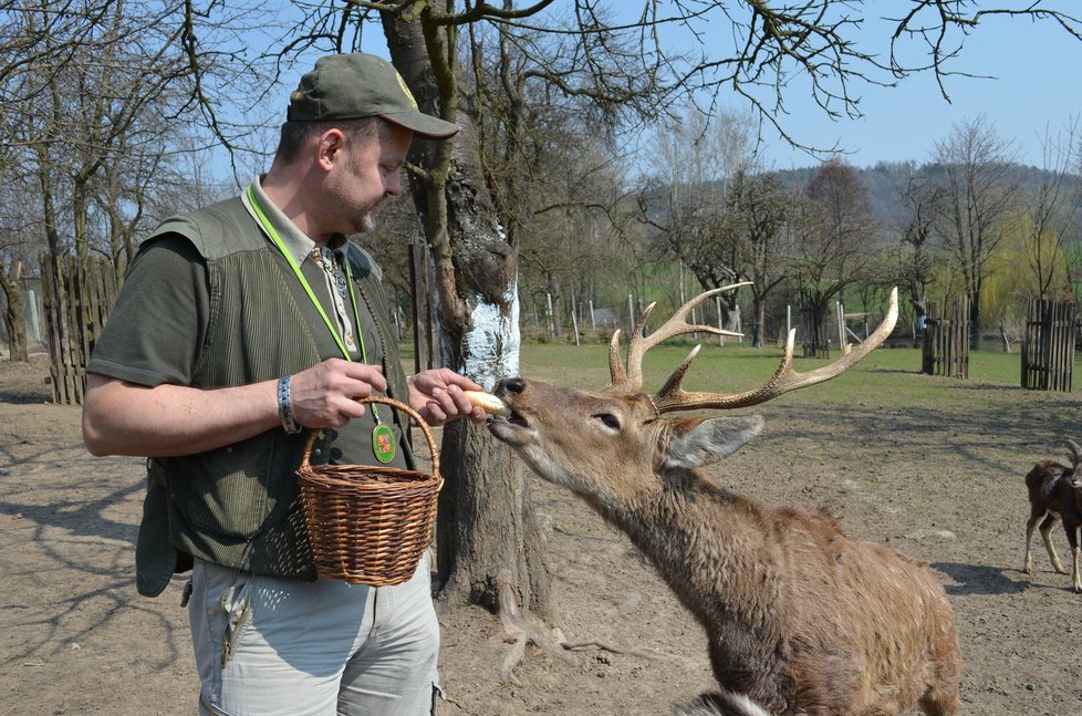 Zvířata, která domnělí zachránci přinesli do zoocentra, jsou zvyklá na lidi. Do volné přírody se proto už nikdy nevrátí.