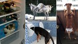 Chlupatá, ztřeštěná a nešikovná: 22 vtipných fotografií šílených zvířat!