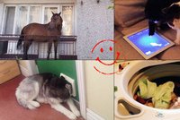 Chlupatý humor: 15 fotek zvířat všech tvarů a velikostí, které pobaví!
