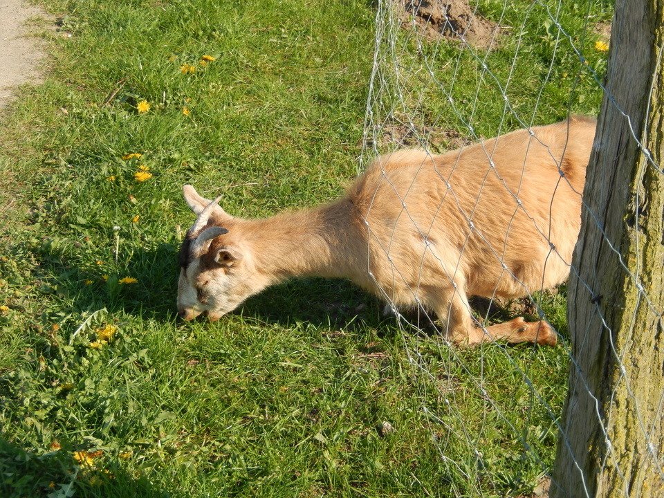 Koza se prostě musela napást z trávníku na druhé straně plotu. Prostě musela.