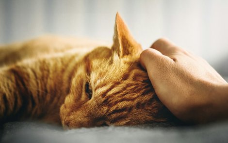 Rýma: Pokud je vaše kočka unavená, nechutná jí oblíbené jídlo a teče jí z očí nebo nosu, má rýmu.
