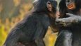 Šimpanz trpasličí. Žije 10 až 50 tisíc jedinců