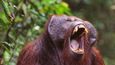 Orangutan bornejský. 45 až 69 tisíc žijících