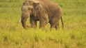 Slon bengálský. Mezi 20 a 25 tisíci žijících