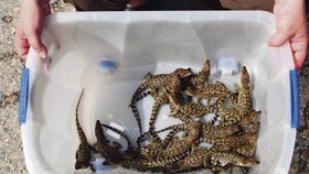 Krokodýlci v přepravce připomínají klubko hadů