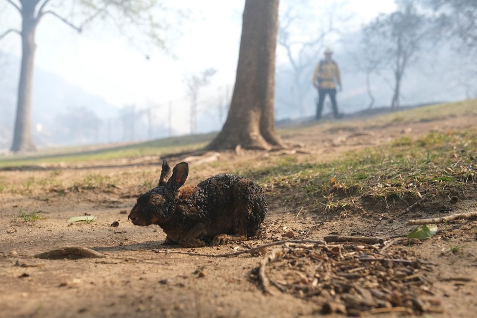 Během několika minut ztratili všechny fotografie, osobní věci ale i celé domy. Díky požárům v Kalifornii lehlo popelem již několik desítek tisíc obydlí. Někteří ale „zapomněli“ na zahradě či v domě své zvířecí mazlíčky