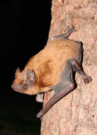 Ostatní druhy netopýrů se živí hlavně hmyzem.