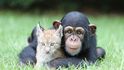Když zvířata pojí přátelství