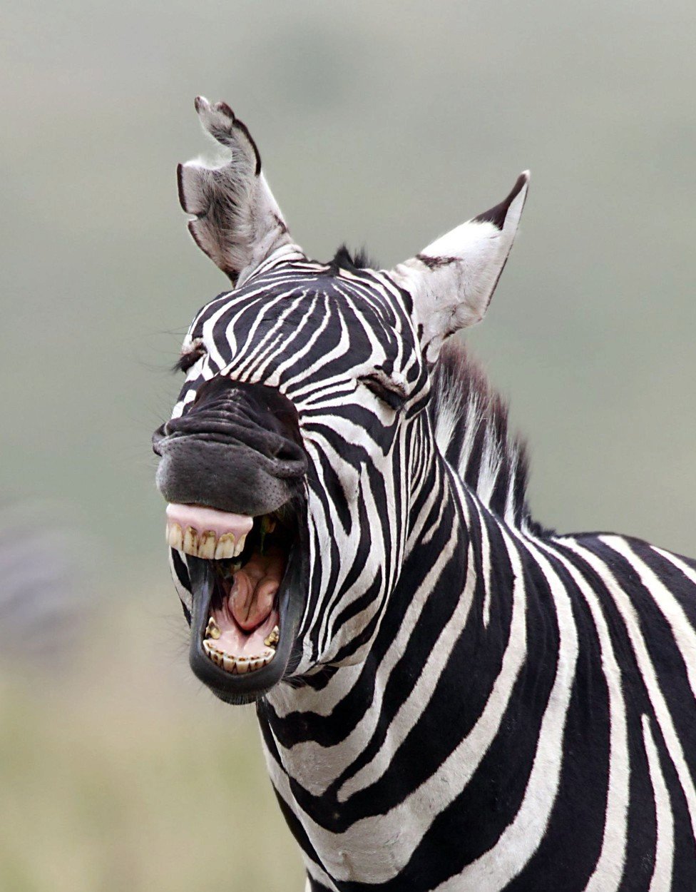 Vysmátá zebra.