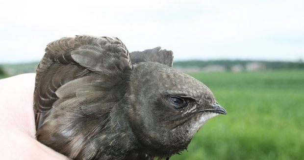 Chudák vyčerpaný rorýs umřel podle ochranáře Petra Stýbla několik minut po vzniku této fotografie.