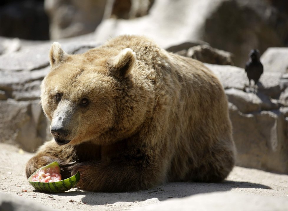 Symbol ruska, medvěd, trpí zákazem dovozu potravim.