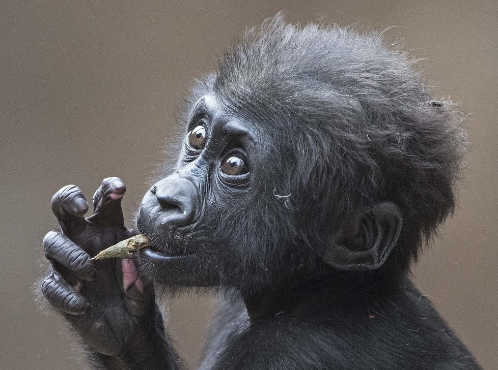 Gorily možná taky nebudou mít co jíst.