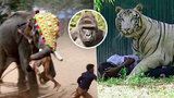 Proč museli v zoo zastřelit gorilího samce: Takhle to vypadá, když zvířata zuří!