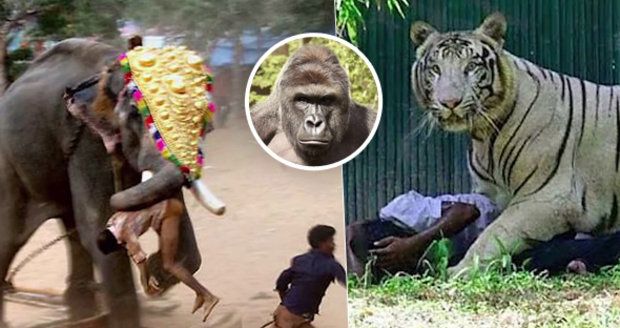 Proč museli v zoo zastřelit gorilího samce: Takhle to vypadá, když zvířata zuří!