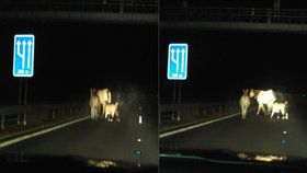 Zvířátka a Petrovští na dálnici: Po komunikaci na Sokolovsku pochodoval osel, koza i kůň.