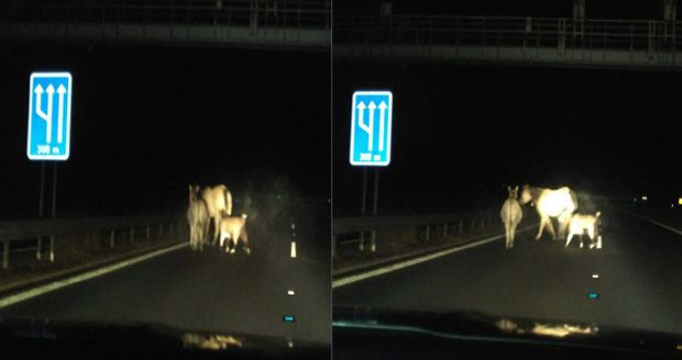 Zvířátka a Petrovští na dálnici: Po komunikaci na Sokolovsku pochodoval osel, koza i kůň