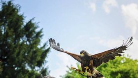 František Šusta vytrénoval už celou řadu zvířat