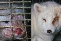 Kožešinová farma hrůzy! Aktivisté našli lišky a norky trpět v příšerných podmínkách