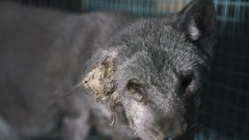 Ochránci zvířat zveřejnili šokující fotografie z finské kožešinové farmy