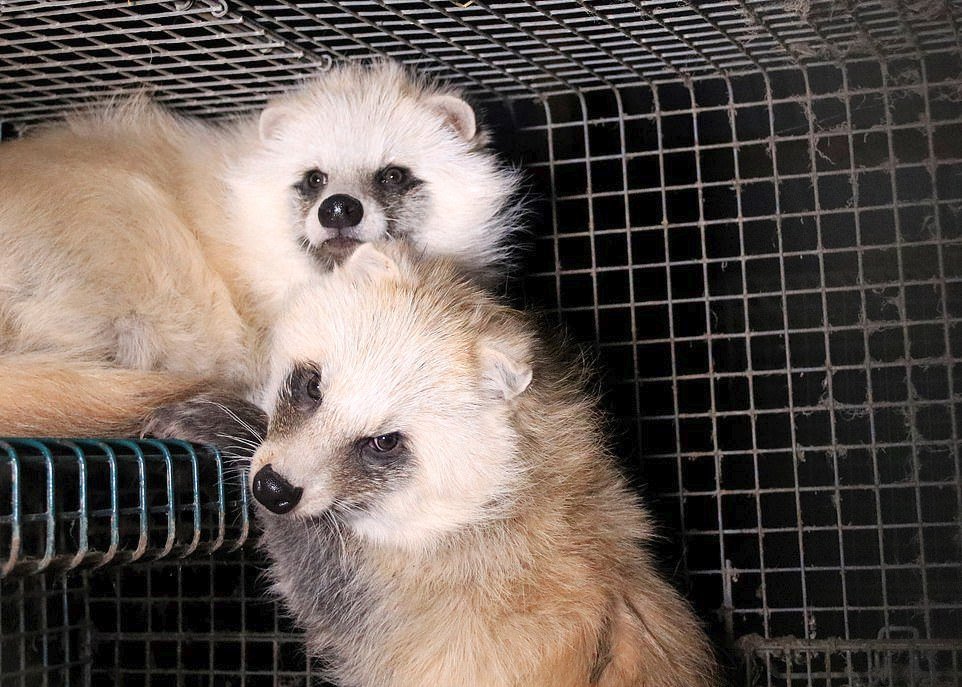 Ochránci zvířat zveřejnili šokující fotografie z finské kožešinové farmy.