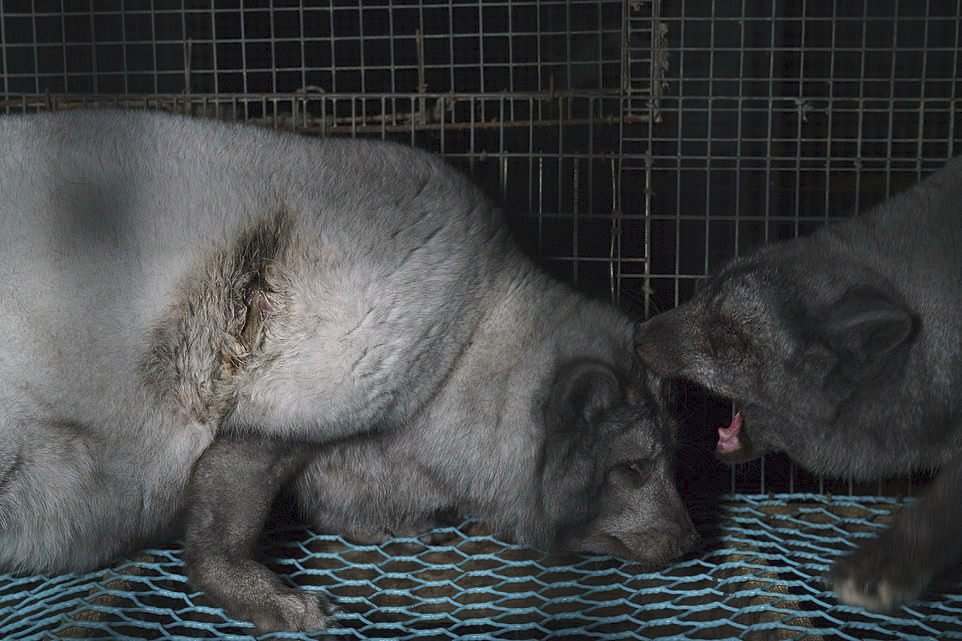 Ochránci zvířat zveřejnili šokující fotografie z finské kožešinové farmy