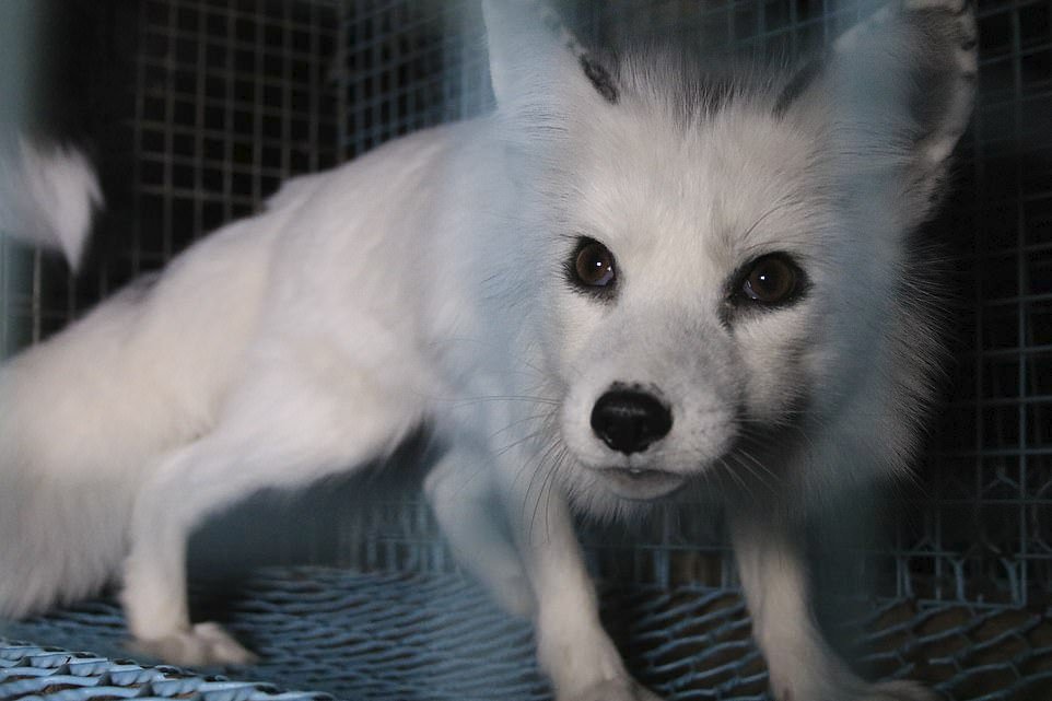 Ochránci zvířat zveřejnili šokující fotografie z finské kožešinové farmy.