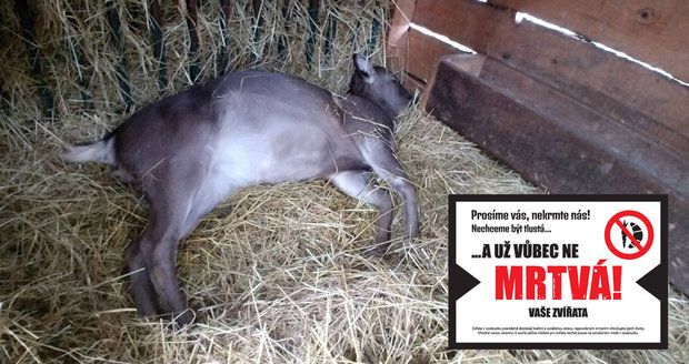 Smutný Štědrý den v chuchelském zookoutku: Kvůli neukázněnosti návštěvníků uhynula dvě zvířata 
