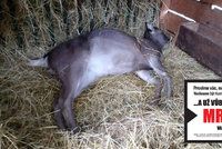Smutný Štědrý den v chuchelském zookoutku: Kvůli neukázněnosti návštěvníků uhynula dvě zvířata