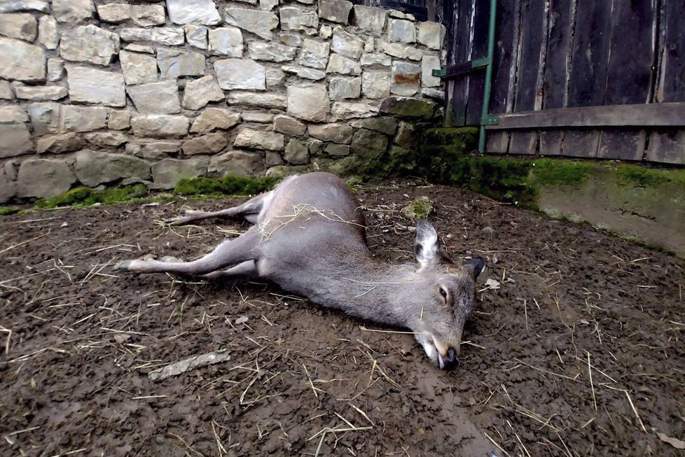 V chuchelském zookoutku uhynula na Štědrý den dvě zvířata.