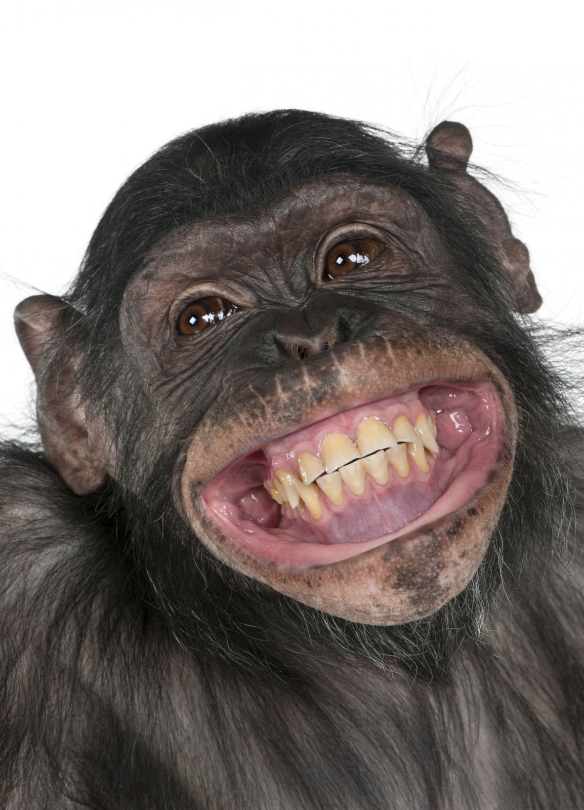 pořádný opičí úsměv