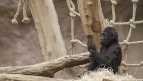 Třináct příběhu o africké přírodě a o gorilách.