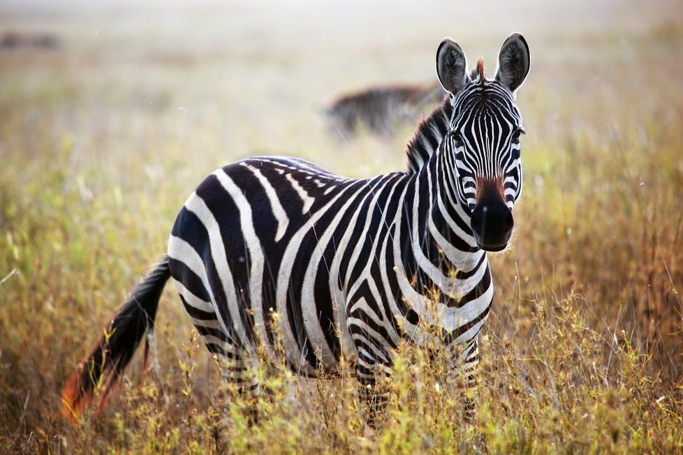 Takto vypadá pravá zebra