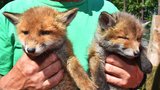 Zvířecí záchranář vytrhl mláďata z náručí smrti: Liščata kníkala u zastřelené mámy, veverku zmrzačil pes