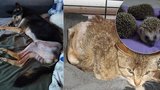 Do přírody už se nevrátí, bez pomoci ale nezůstala: Zmrzačená zvířátka si adoptovalo 100 zájemců
