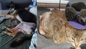 Podpora záchranné stanice: Před Vánoci si zraněná zvířata adoptovalo zhruba 100 zájemců