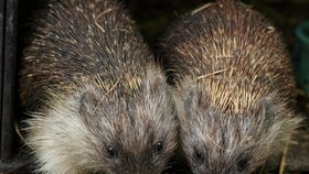 Častými klienty záchranné stanice Falco jsou každoročně ježci, které záchranáři po vyléčení a vyživení vypustí zpět do volné přírody.