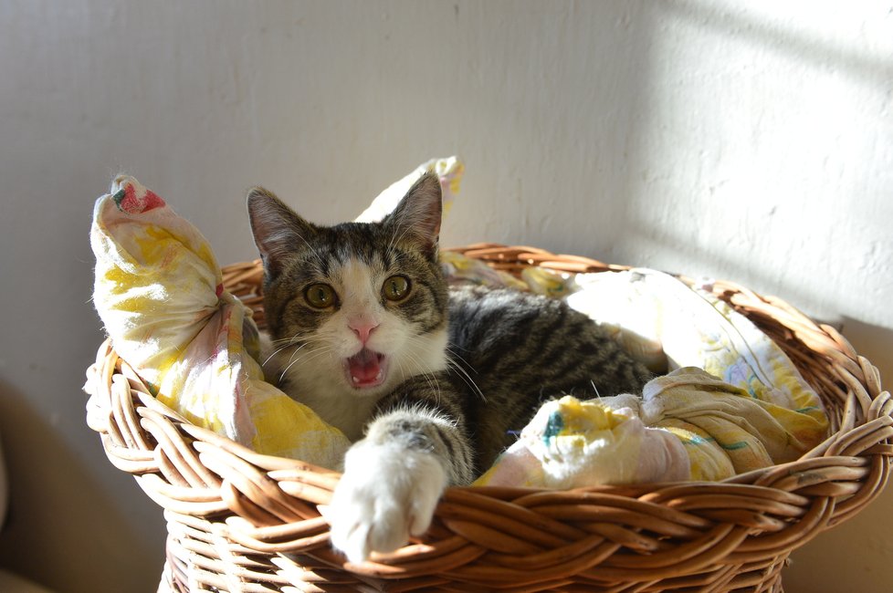 Útulek Felix již zachránil a našel domov více než tisícovce opuštěných koček.