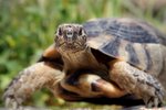 Suchozemská želva dokáže být rychlejší, než si myslíte.