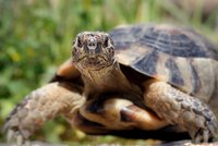 Suchozemská želva není nudná ani pomalá! Než se otočíte, je pryč