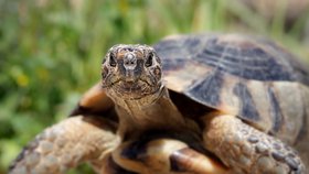 Suchozemská želva dokáže být rychlejší, než si myslíte.