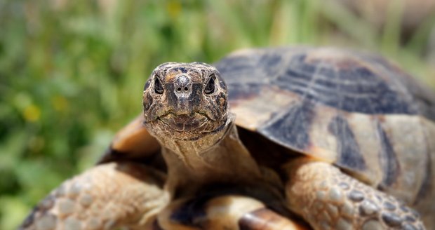 Suchozemská želva dokáže být rychlejší, než si myslíte.