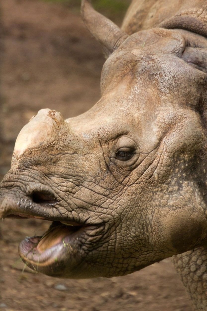 Nosorožci jsou často cílem pytláků, jdou po jejich rozích