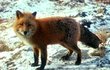 Hustá srst a tuk pod kůží chrání lišku.